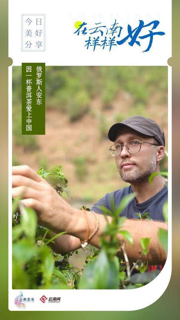 因一杯茶结缘(因一杯云南普洱茶，俄罗斯人安东爱上了中国)