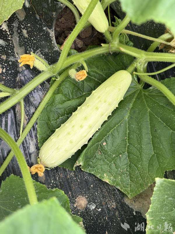 【迎新春探年货】广水：霜打白菜甜如蜜美味“三白”引客来