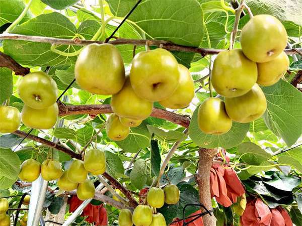 泸苍携手结硕果果酒酿造共富梦