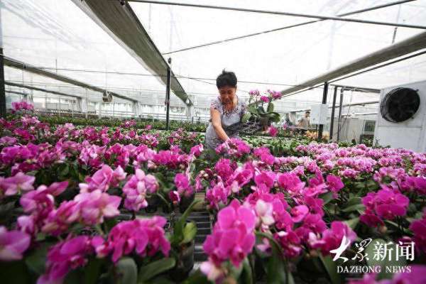 承包全家人的欢乐是哪个美食(承包北方人年味的，何止饺子？还有山东这座“花都”的野心)