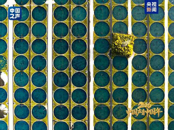 中国声音中国年丨法式鱼子酱如何变成“中国造”