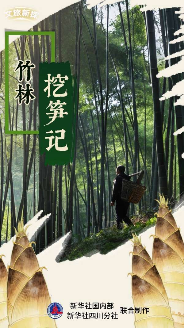 文旅探故知景点推荐(文旅新探｜竹林挖笋记)