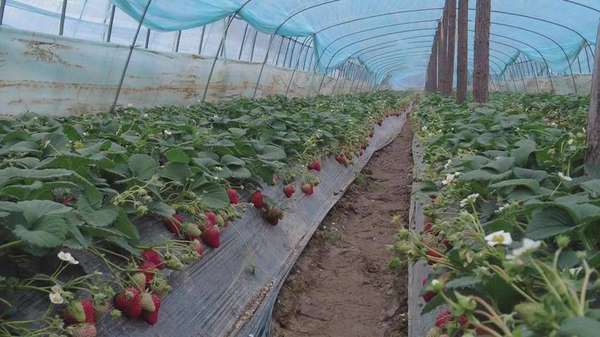 黑美人越南采摘(南漳：“黑美人”走红采摘正当时)