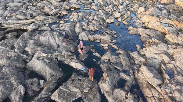 海岛老人石头(海岛老人攀山越岭飞檐走壁带村书记复活一道快要失传的年夜菜)