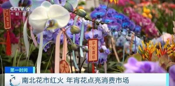 南北花市红火年宵花点亮消费市场