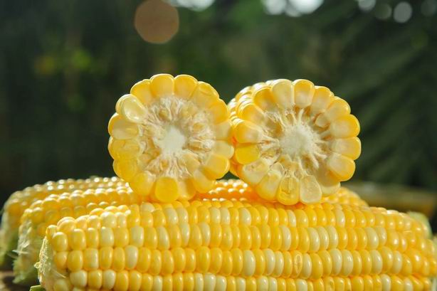 玉米为什么不能长期当主食(玉米很少被当饭吃，怎么就成了世界三大粮食作物之一？)