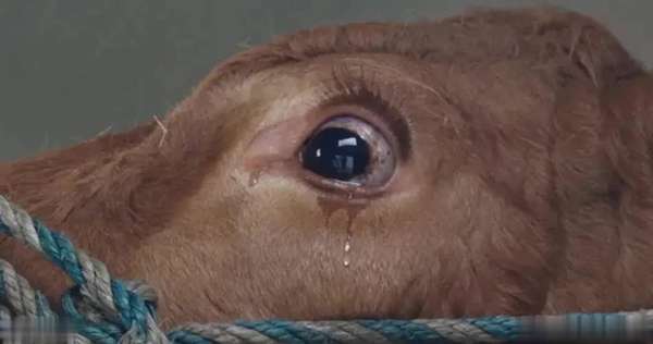 屠宰牛时牛为什么会流眼泪(屠宰牛时牛会流眼泪吗？动物也会“悲伤”吗？)