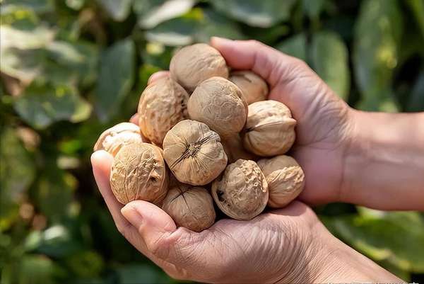 86岁大爷养生秘诀(65岁大爷的养肝秘籍：坚果的神奇功效)