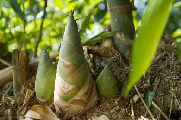 竹笋营养和功效与作用(竹笋：营养丰富的健康食材)