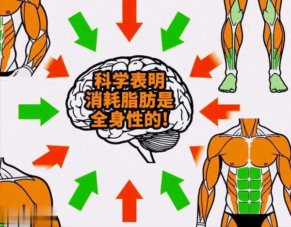 轻轻松松减掉大肚腩(轻轻松松减大肚腩，腰围缩7cm，大腿也变细！)