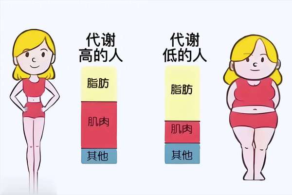 想瘦上半身做哪些运动(想瘦就升代谢！简单4步，每天多燃400卡热量)