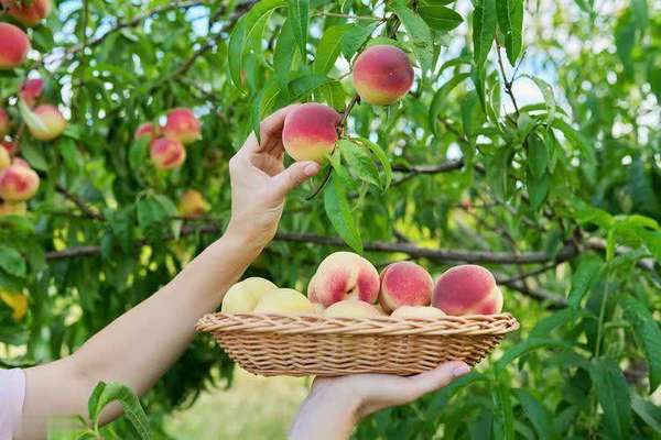 医生暗示多吃蔬菜(医生提醒：每天吃桃，或悄悄改善便秘、食欲、贫血和皮肤问题)