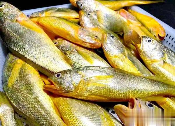 气色黄气血不足怎么调理(气血不足不用怕！每周2次“黄金鱼”，冲走斑块补气血)