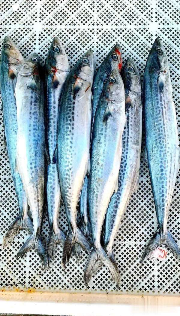 寒冬只吃鱼肉能扛过去吗(寒冬别只吃羊肉！这鱼才是实力派，鲜掉眉还滋养全家)