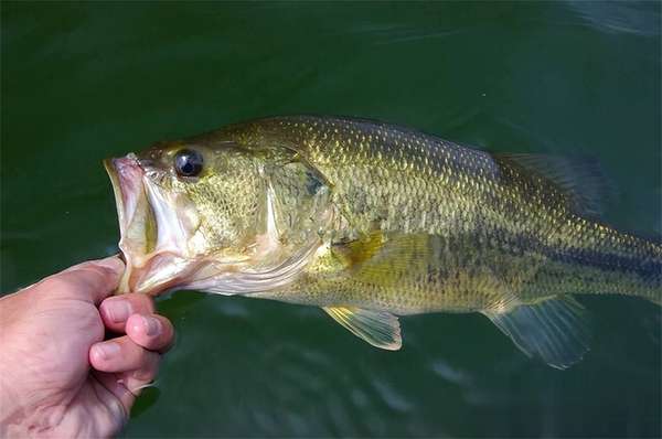 别让缺碘偷走健康(别让咸菜偷走健康！中老年人过冬，这“四道暖身菜”胜补品)