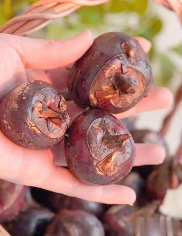 冬燥克星桑叶苦瓜茶(冬燥救星不只有梨！它的3种吃法润肺通便，清甜不寒凉)