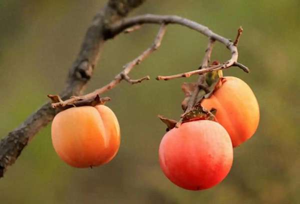 柿子大量上市哪四种人不能吃(柿子上市！糖尿病患者吃柿子，医生提醒注意这4点)