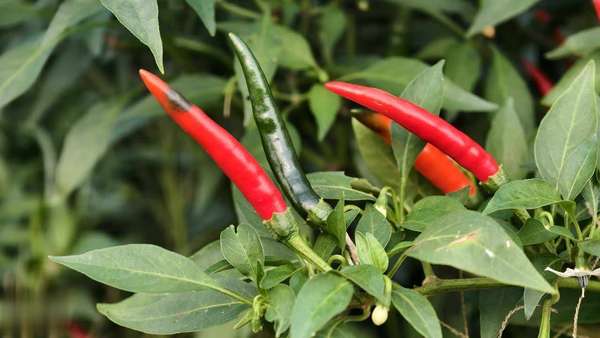 千万别戒辣？医生发现吃辣或让老年人更长寿，是真是假？