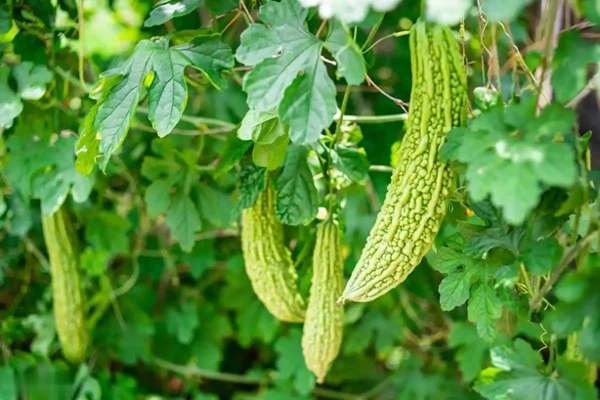 苦瓜真相：不止降糖，常吃后身体悄悄有这5点变化！