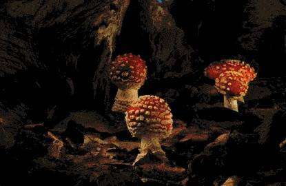 隐翅虫毒性超强！体液胜眼镜蛇，捕蝇草遇它都枯萎