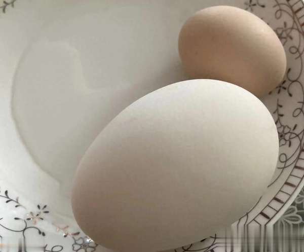 对心脏好的蛋类有哪些(一种对眼和心脏好的蛋，吃1个能顶3个鸡蛋！)