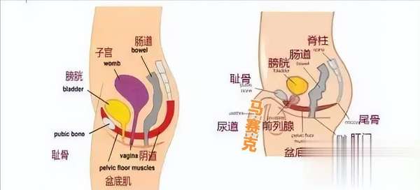 男女通杀的8分钟凯格尔：盆底肌强化王炸，深蹲都输在这！