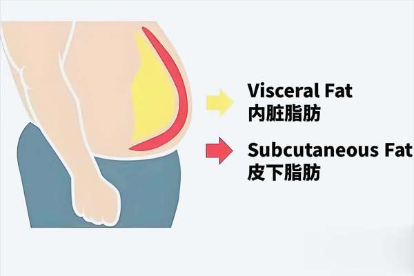 真正的内脏脂肪杀手(权威认证“内脏脂肪杀手”，比跑步多减30%脂肪，腰围缩5厘米)