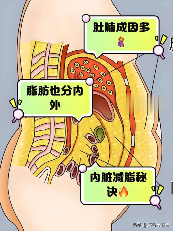 流汗和燃烧脂肪有没有关(劲爆！脂肪燃烧消耗并非流汗排泄，那是咋回事？)