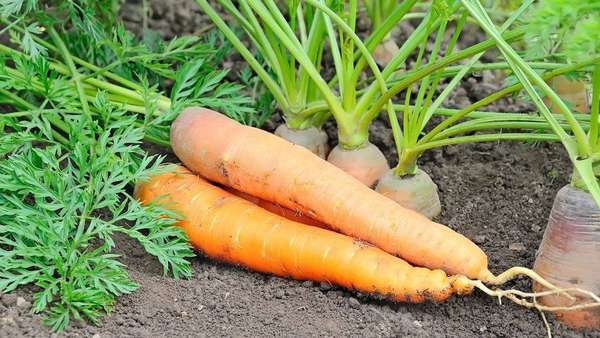 胡萝卜降糖吃法(胡萝卜立大功！常吃胡萝卜的老人或能收获这些益处)