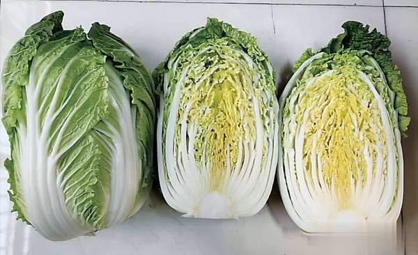 白菜馅和什么搭配好吃(白菜虽好，但这些搭配要小心)