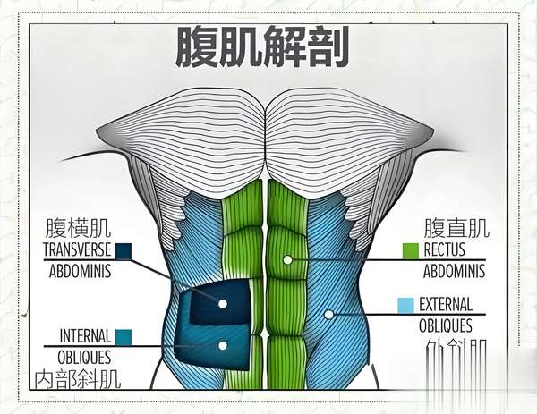 甩掉顽固小肚子！3分钟激活“隐形束腰”腹横肌