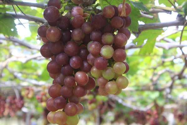 胰腺炎可以吃葡萄吗(胰腺炎患者不能吃葡萄？医生提醒这4种水果少吃)