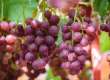 葡萄上市，医生提醒糖尿病患者吃葡萄注意这6点