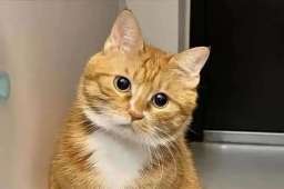 猫咪私家食谱：8种家常食物换着喂，健康又不腻！