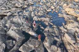 海岛老人攀山越岭飞檐走壁带村书记复活一道快要失传的年夜菜