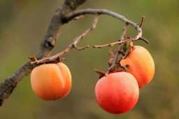 柿子上市！糖尿病患者吃柿子，医生提醒注意这4点