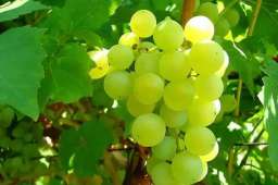 研究发现：糖尿病患者常吃葡萄，可降低4种并发症风险