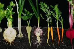 适合“补冬”的5种根菜，这样吃吃出抗病力