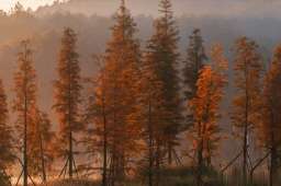 秋冬时节，脾胃调养全攻略