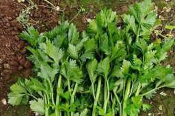 生菜是高血脂救星？医生：想血脂稳定，多吃这4种蔬菜