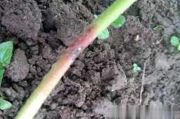 得了炭疽病怎么办？莓友说“拔”，我再加一个“防”字！