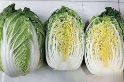 白菜虽好，但这些搭配要小心